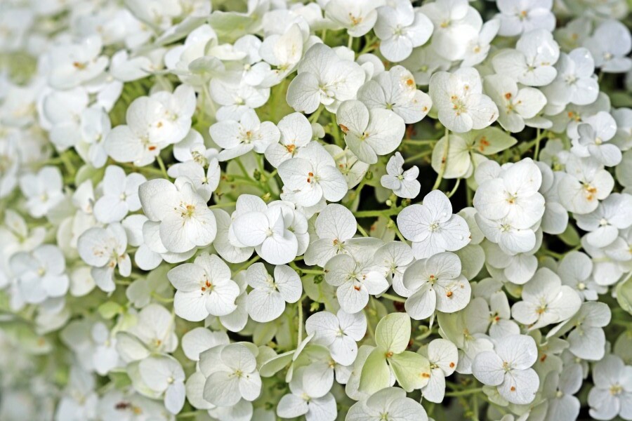 White Hydrangea Close Up by Deb Oppermann